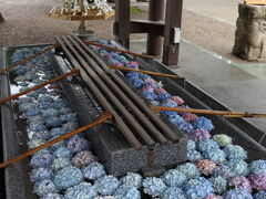 越中総鎮守一宮 射水神社へ

紫陽花の花手水でした