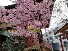 一つ目は静岡です。近所の浦和駅近くの大善院の桜です。