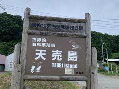 天売島