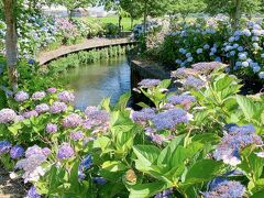 宮荘川の紫陽花