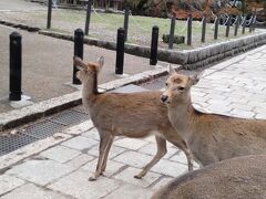 また奈良市内にもどってきて奈良公園