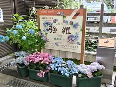 また強羅駅に戻ってまいりました☆
箱根登山鉄道に乗車。