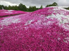 今日の目的地、?知安町の「三島さんの芝桜庭園」です！！