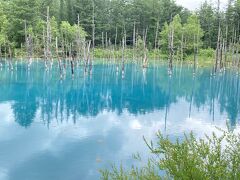 美瑛の青い池
本当に青かったです。
