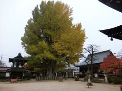 飛騨国分寺の大イチョウ