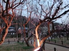 10月～3月は日本で暮らしています。岐阜での生活も終わり東京→ブルガリアに帰ります。まだ書いていなかった岐阜での美しい名所を紹介します。

岐阜梅林公園
岐阜の友達が梅林公園へ連れて行ってくれました。梅が満開です。