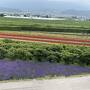 富良野・美瑛　ラベンダーと丘の旅　２泊3日（前編）