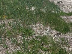 今も侵食が進む、トドマツが立ち枯れた「トドワラ」。野付半島ネイチャーセンターから散策路が伸びています。
トラクターだと楽かもしれないけど、歩いて来て良かったよ。
