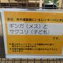 【レッサーパンダ遠征記】初夏の大島訪問と富士サファリパーク３泊４日（４）外展示のギンガ＆サクユリ親子