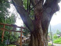 彌彦神社 境外末社 上諏訪神社の大けやき