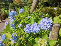 きゃーきゃーわーわー言いながら、風鈴や花手水に感動して、
今度は白山公園へ。
まだ紫陽花が咲いていました！！＼( 'ω')／