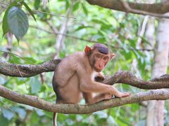 キナバタンガンでのテングザルやブタオザル、水トカゲなどがすむボルネオのジャングルでのクルーズの様子はまた後日。

キナバル山ハイキングの旅行記の最後は、キナバル山・トレッキング情報をまとめておく。

（写真：ミナミブタオザル：Pig Tailed Monkey／ジャングル・クルーズ）


