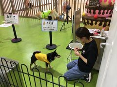 大館駅から数分の「大館市観光交流施設 秋田犬の里」秋田犬に関するすべてが展示紹介しています。入場無料で家族ずれで楽しむことができます。写真は実演風景です。
