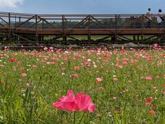 河口湖に行く前に山中湖　花の都公園に立ち寄る
8月は向日葵畑と富士山の共演が見られる

この時はポピー
夏富士山なので黒山