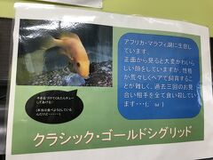 ひとしきり景観を楽しんだので、水族館を見学。
小学校高学年くらいの男の子3人がワイワイと盛り上がっていて、釣り好きのようで会話が面白い。
