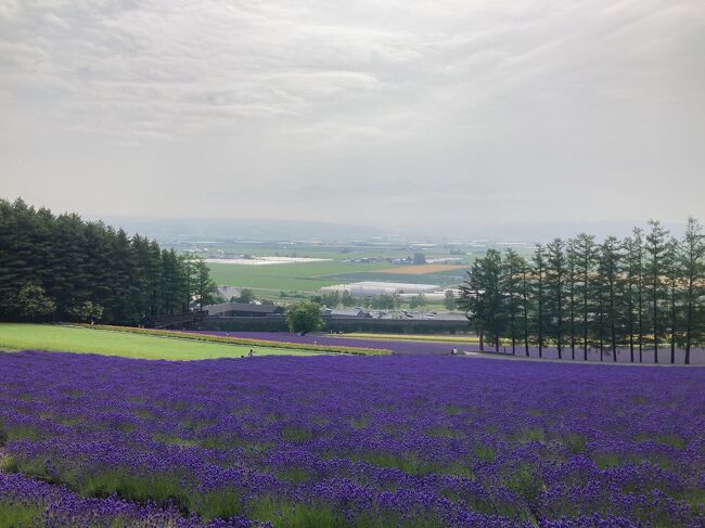 ★富良野・富田ファームの花畑・肉筆油彩画・F6キャンバス ☆富良野・富田ファームの花畑・肉筆油彩画・F6 ☆富良野・富田