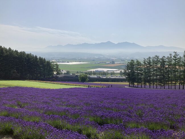 富良野日記2023 7月 ファーム富田 彩りの畑・花人の畑など
