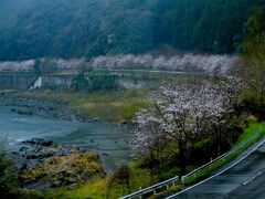 こんな感じで四万十川沿い桜並木が続きます。天気が悪くて残念ですが。