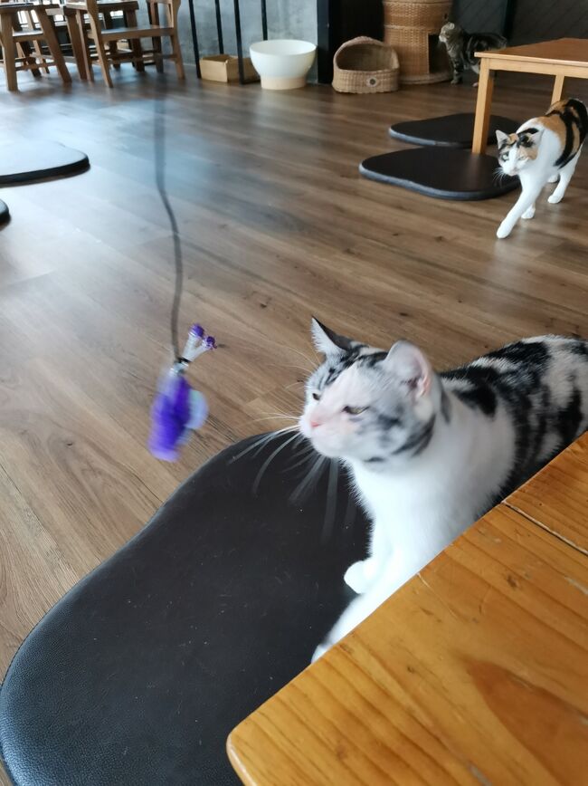 CAT 'n' A CUP Cat Cafe　Chiangrai <br />キャット　ン　ア　カップ　チェンライ<br /><br />日本から持参したパタパタ！<br />スリアで売っている猫じゃらしなんだけど、<br />どこの猫ちゃんにも人気な逸品。