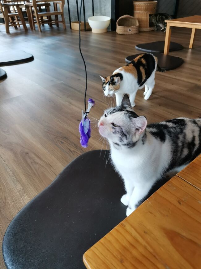 CAT 'n' A CUP Cat Cafe　Chiangrai <br />キャット　ン　ア　カップ　チェンライ<br /><br />ワラワラと猫が集まって来ます。