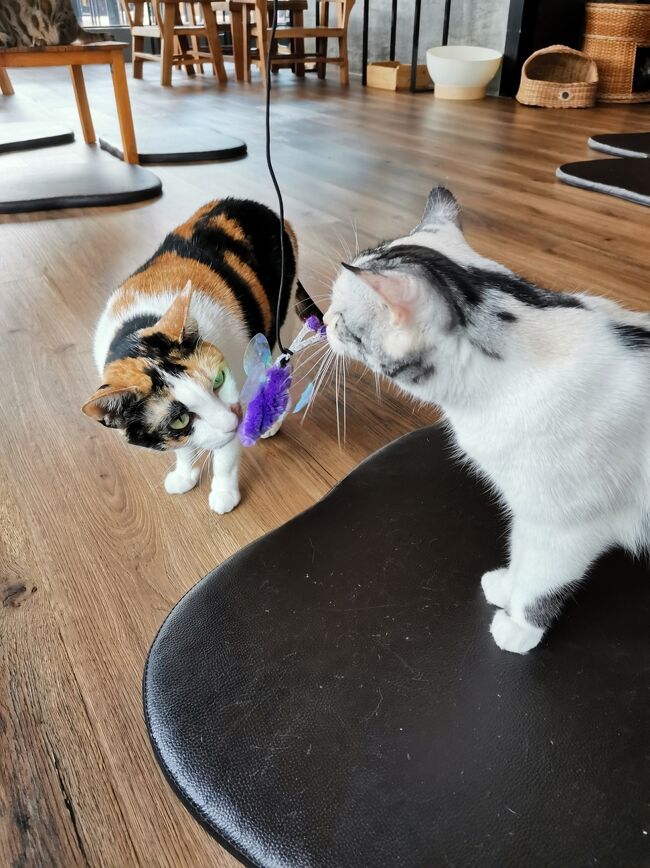 CAT 'n' A CUP Cat Cafe　Chiangrai <br />キャット　ン　ア　カップ　チェンライ