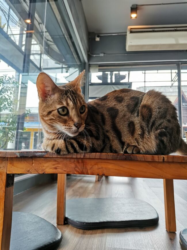CAT 'n' A CUP Cat Cafe　Chiangrai <br />キャット　ン　ア　カップ　チェンライ<br /><br />かっこいい