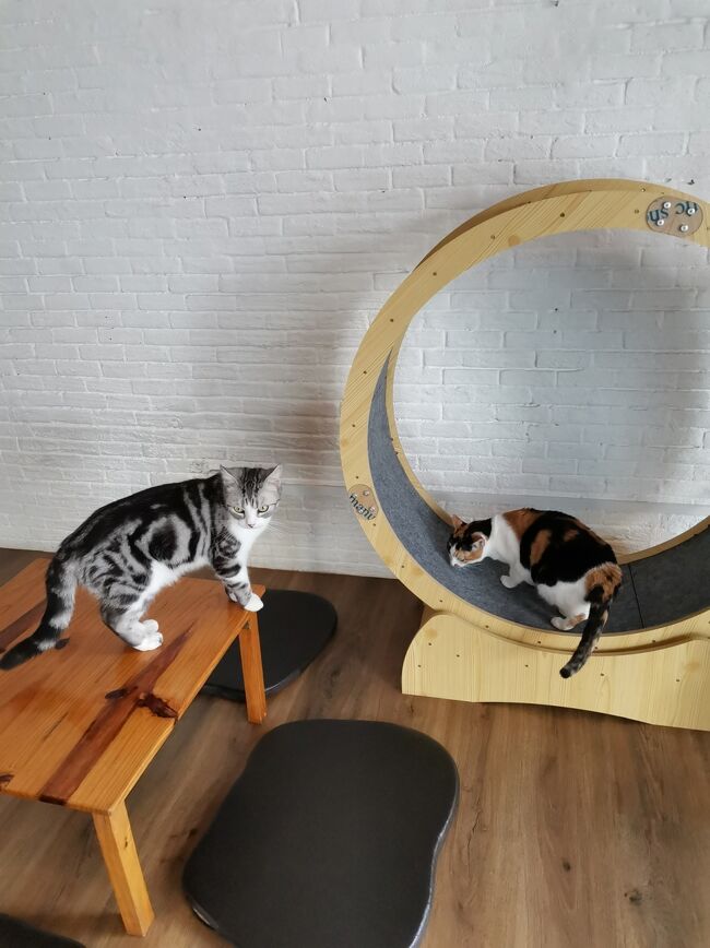 CAT 'n' A CUP Cat Cafe　Chiangrai <br />キャット　ン　ア　カップ　チェンライ<br /><br />新しいアイテムでキャットサークルが登場してました。
