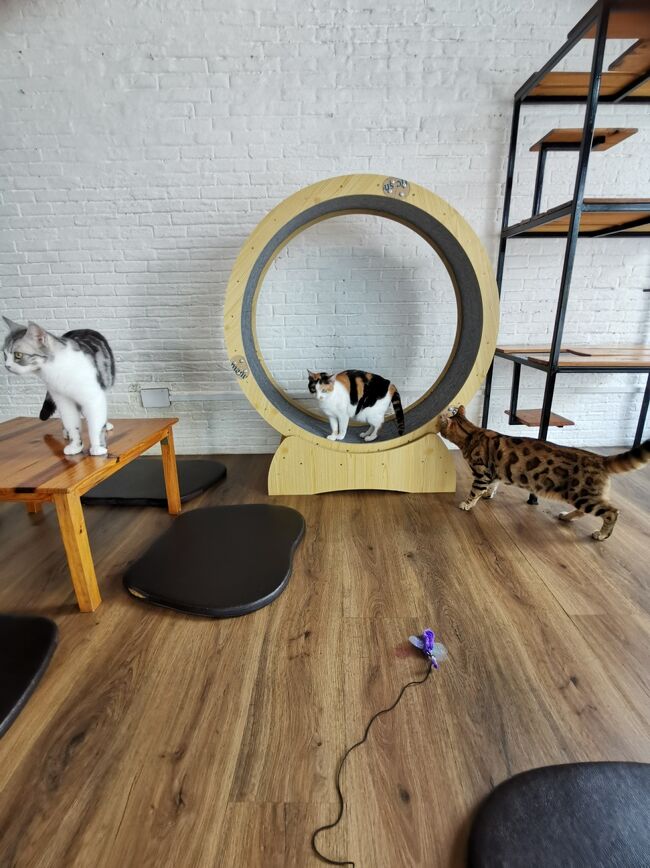 CAT 'n' A CUP Cat Cafe　Chiangrai <br />キャット　ン　ア　カップ　チェンライ<br /><br />猫ってなんでこんなに可愛んだろう。