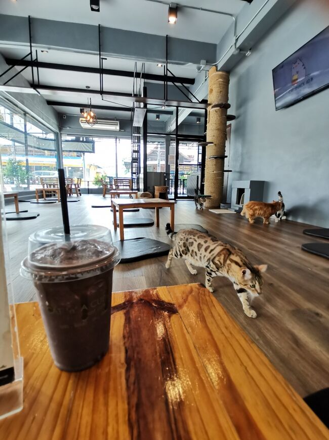 CAT 'n' A CUP Cat Cafe　Chiangrai <br />キャット　ン　ア　カップ　チェンライ<br /><br />ココパン　90B<br /><br />さっきの大盛りバミーが50Bって思うと、<br />高いって感じるけど、<br />ここはオーダーすれば時間制限なしで猫と遊べるので<br />そう考えるとお安いか！？