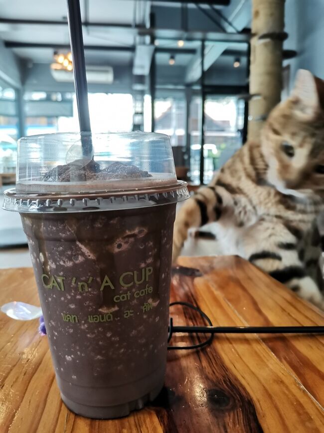 CAT 'n' A CUP Cat Cafe　Chiangrai <br />キャット　ン　ア　カップ　チェンライ<br /><br />私のココパンにちょっかい出してきた（笑）