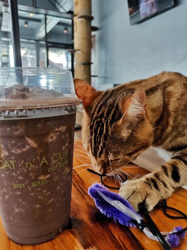 CAT 'n' A CUP Cat Cafe　Chiangrai <br />キャット　ン　ア　カップ　チェンライ<br /><br />と思ったら、パタパタがあったからか。