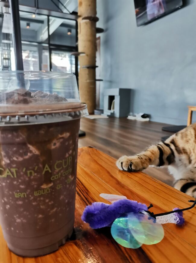 CAT 'n' A CUP Cat Cafe　Chiangrai <br />キャット　ン　ア　カップ　チェンライ<br /><br />フェイドアウト