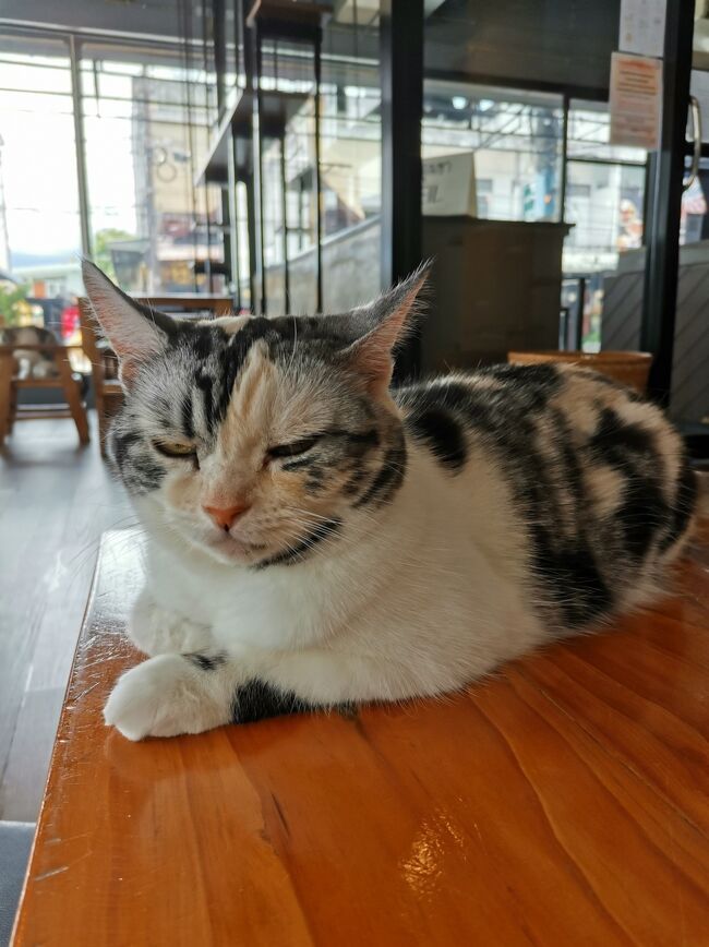 CAT 'n' A CUP Cat Cafe　Chiangrai <br />キャット　ン　ア　カップ　チェンライ<br /><br />この子は新入りかなぁ？<br />前見かけなかった。