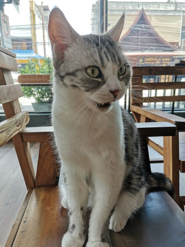 CAT 'n' A CUP Cat Cafe　Chiangrai <br />キャット　ン　ア　カップ　チェンライ<br /><br />この子も新入り？