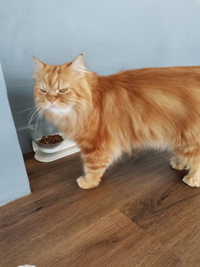 CAT 'n' A CUP Cat Cafe　Chiangrai <br />キャット　ン　ア　カップ　チェンライ<br /><br />オートー（勝手に命名（笑））