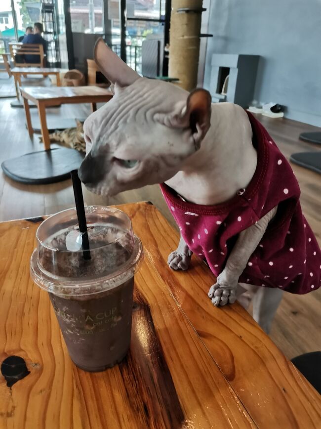 CAT 'n' A CUP Cat Cafe　Chiangrai <br />キャット　ン　ア　カップ　チェンライ<br /><br />プルート（タイ沼の人はわかりますよね！）