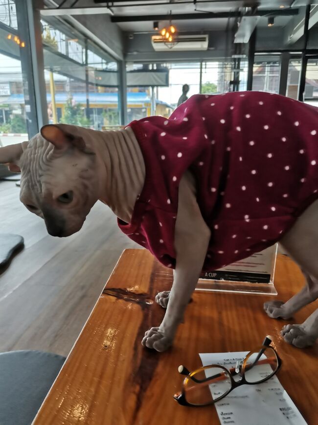 CAT 'n' A CUP Cat Cafe　Chiangrai <br />キャット　ン　ア　カップ　チェンライ<br /><br />スフィンクスって日本ではあまり見かけないから<br />触れてめっちゃ嬉しい。