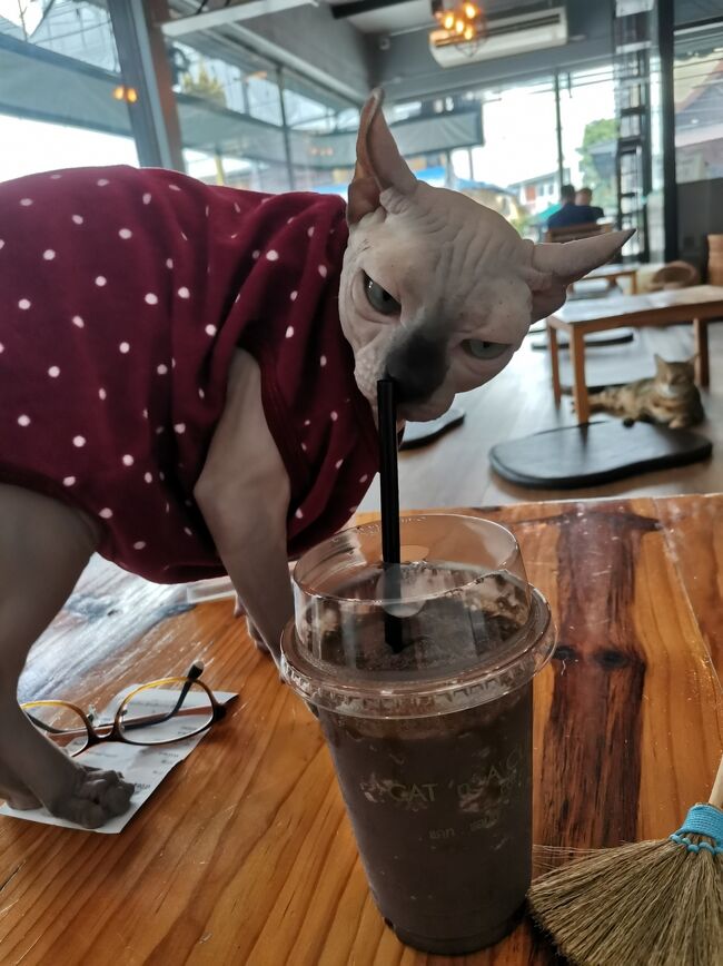CAT 'n' A CUP Cat Cafe　Chiangrai <br />キャット　ン　ア　カップ　チェンライ<br /><br />個性的な出立だよね。