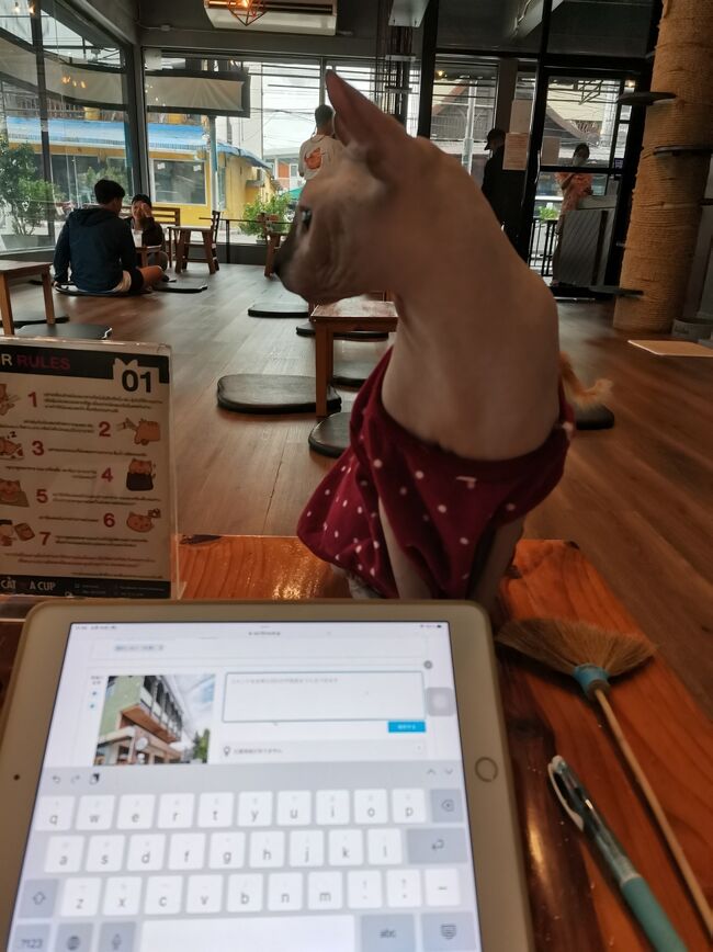 CAT 'n' A CUP Cat Cafe　Chiangrai <br />キャット　ン　ア　カップ　チェンライ<br /><br />猫あるある。<br />パソコンで仕事してると邪魔しに来る。<br />頑張って旅行記あげてるの全力で邪魔しに来る（笑）