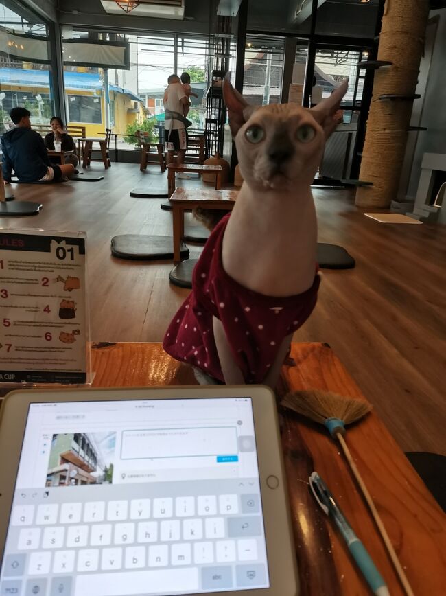 CAT 'n' A CUP Cat Cafe　Chiangrai <br />キャット　ン　ア　カップ　チェンライ<br /><br />構って欲しいらしい。<br />今回も大満足な滞在（5時間）<br />ここはチェンライに来たらマストな場所。<br />また1ヶ月後に来るね～。
