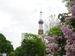 大通公園にもライラックたくさん咲いています