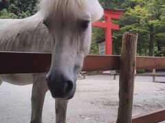 人懐っこいですよ