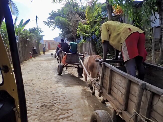 港までの距離はそれほどでも無いのですが、<br />ガタガタ道でスピードが出ません。<br />牛車を追い越しながら走ります。