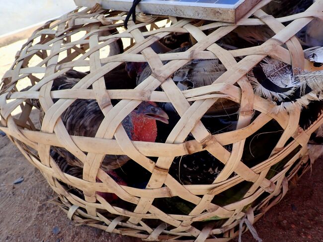 カゴに入った七面鳥を見ながら時間を潰します。