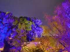 熊本城 桜の馬場 桜の小路