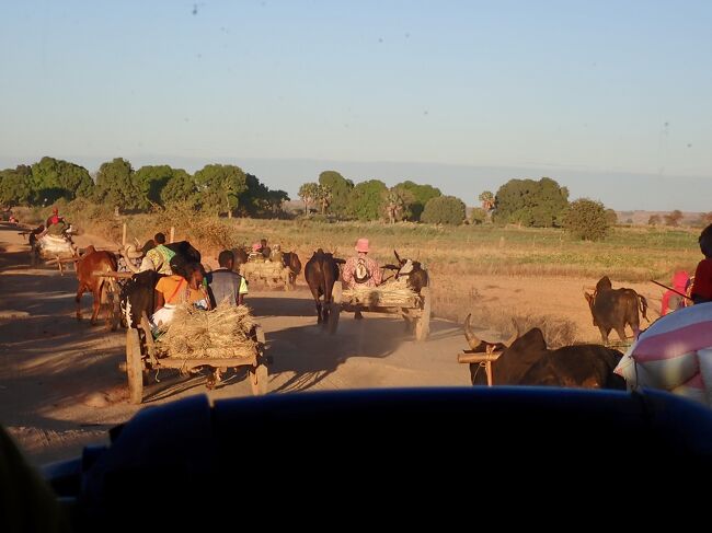 牛車の群れを追い越しながら、バスは走ります。