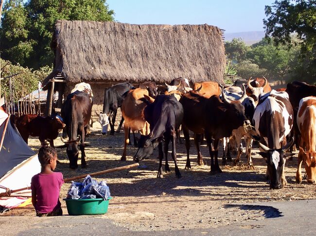 牛の群れと女の子。