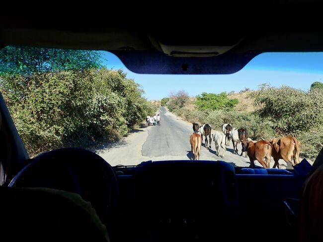 8:00<br />朝食が終わってバスが走り始めます。<br />牛の群れを追いながら、バスは走ります。