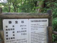 16:55　10分ほど登ると弥生杉が見られます
樹齢約3,000年！