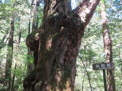 10:54　仏陀杉
推定樹齢1,800年